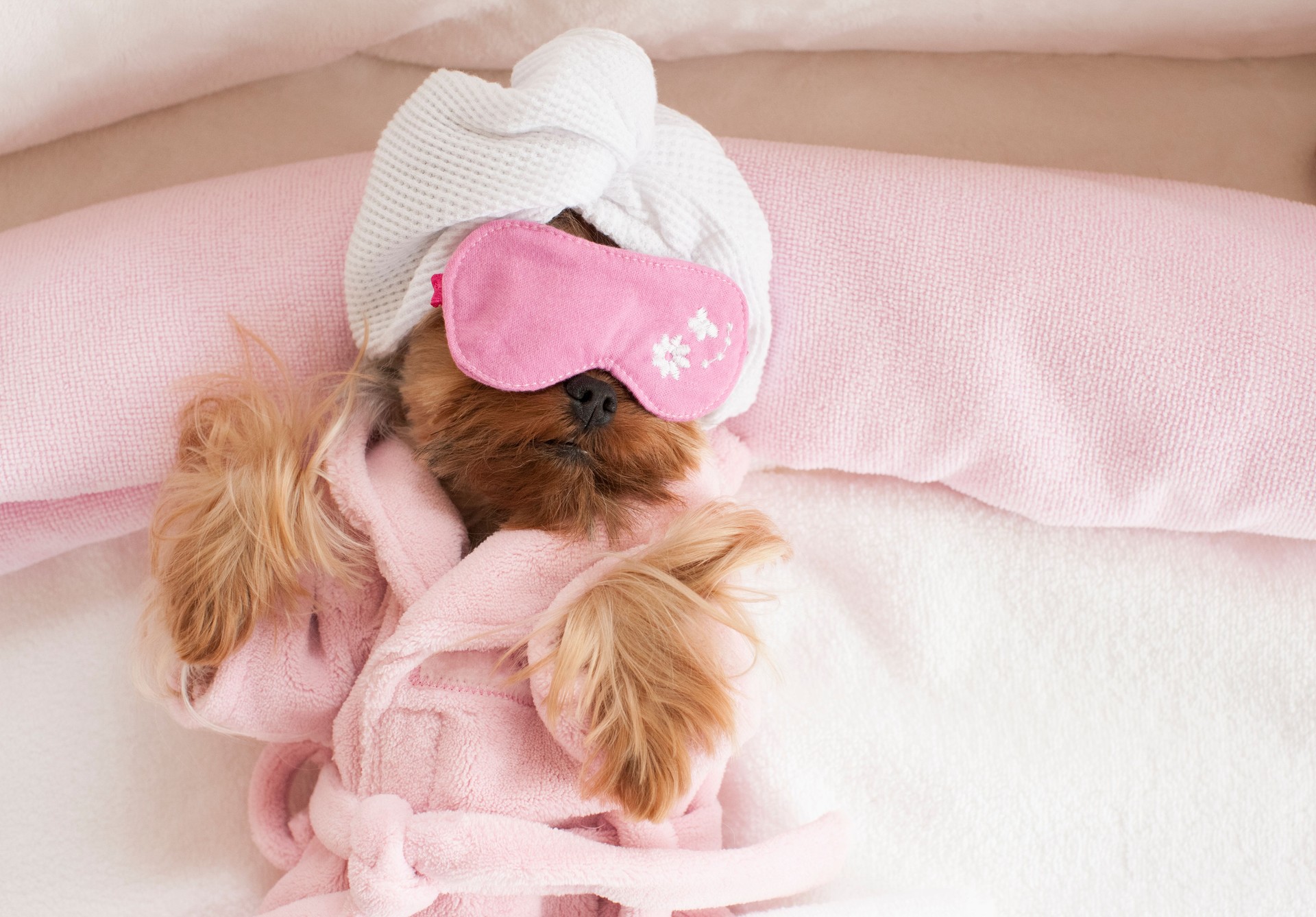 Yorkshire Terrier wearing Eye Mask at the Pet Grooming Salon